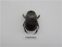 藏品(大黑糞金龜)的圖片